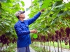 Hoàng Văn Dán – Lập nghiệp từ dâu tây cho đến nho hạ đen