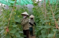 Triển khai công tác bảo đảm an toàn thực phẩm trong lĩnh vực nông nghiệp trên địa bàn tỉnh Điện Biên năm 2019