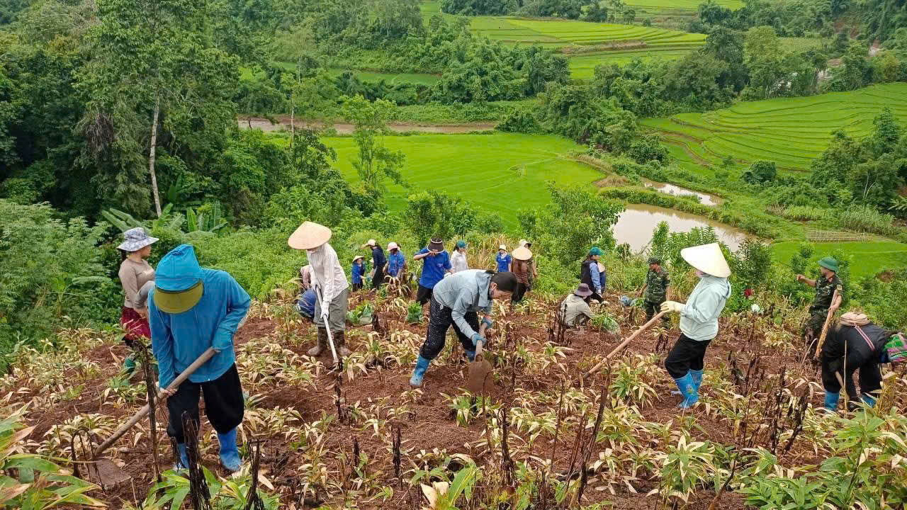 ĐVTN xã Quảng Lâm ra quân hỗ trợ nhân dân phát, dọn cỏ tại các diện tích trồng cây cà phê và câu mắc ca
